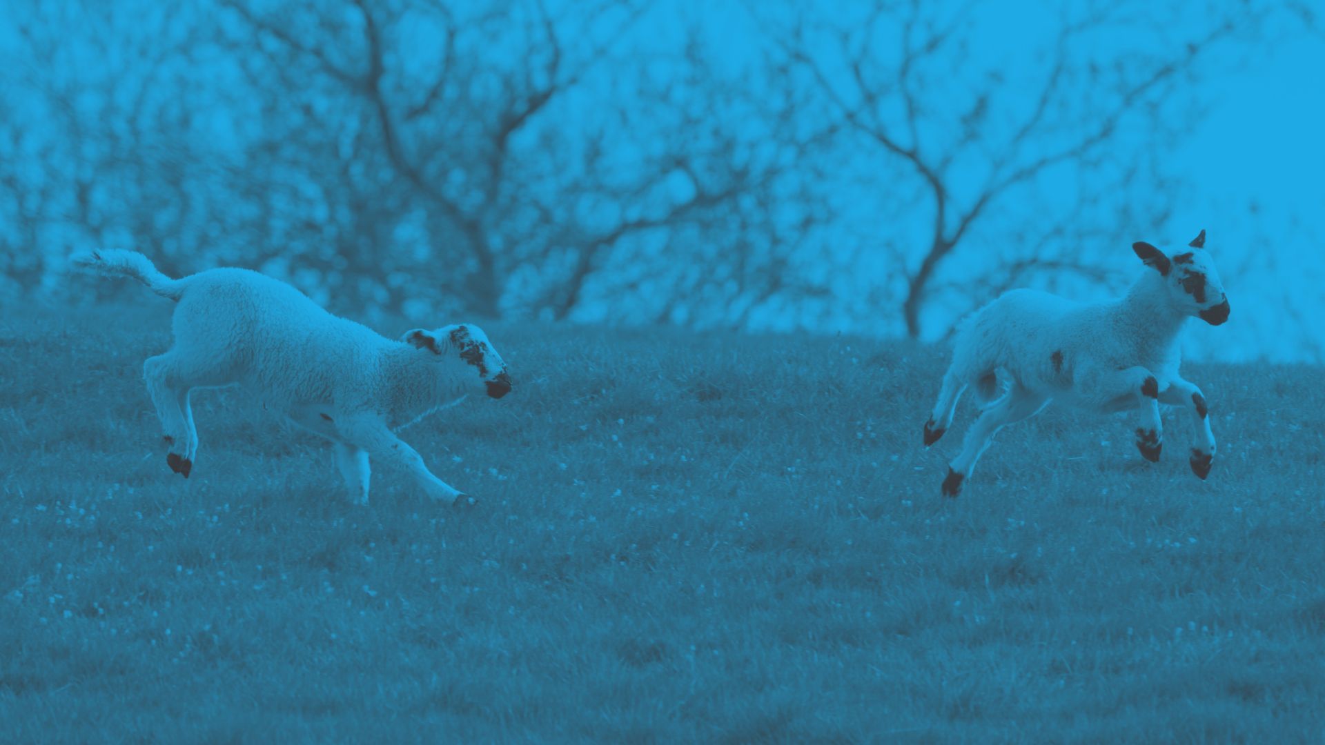 A photograph of lambs jumping in the countryside - Opportunities for children at Oval Learning schools to connect with nature