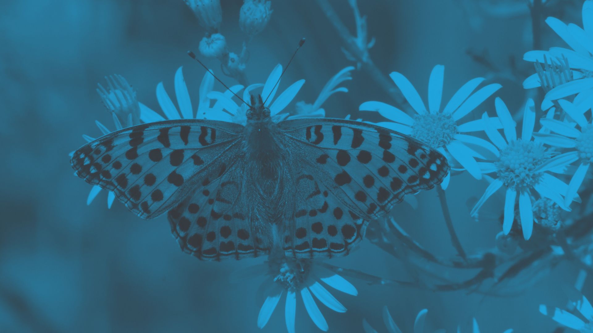 Photo of a butterfly on flowers to illustrate potential biodiversity as a result of local green space project