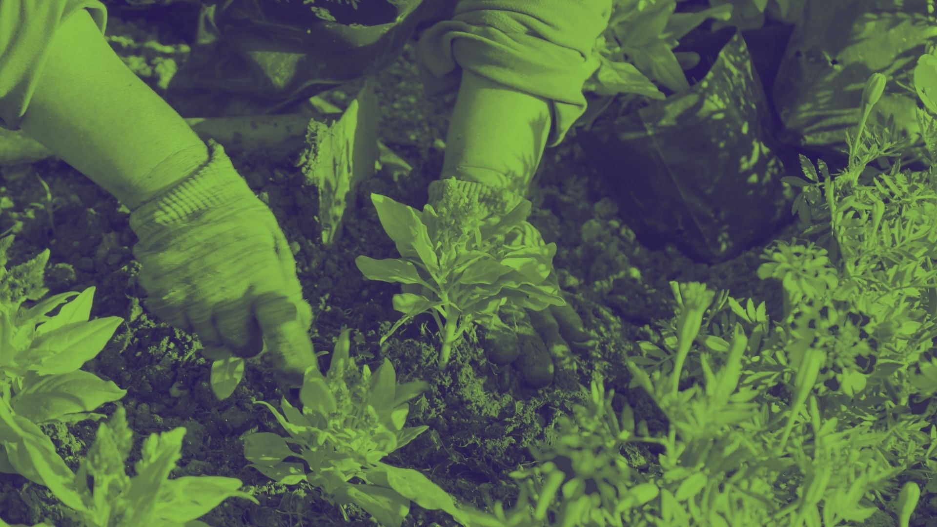 Photo of hands in gardening gloves planting something in the earth